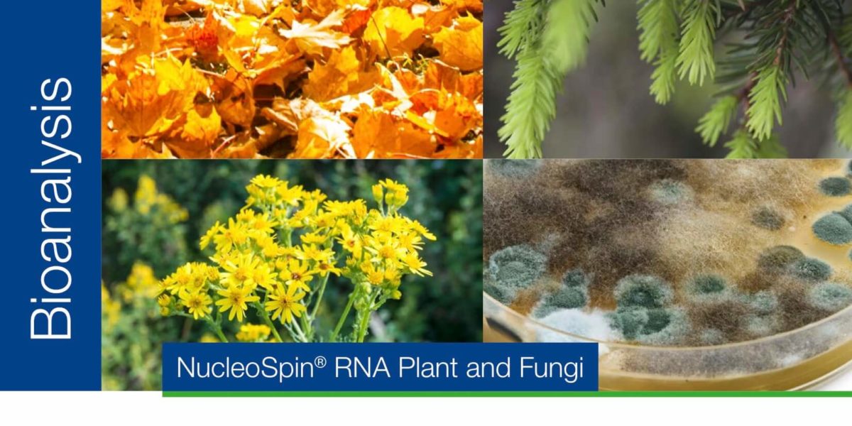 RNA purification from plant and fungi