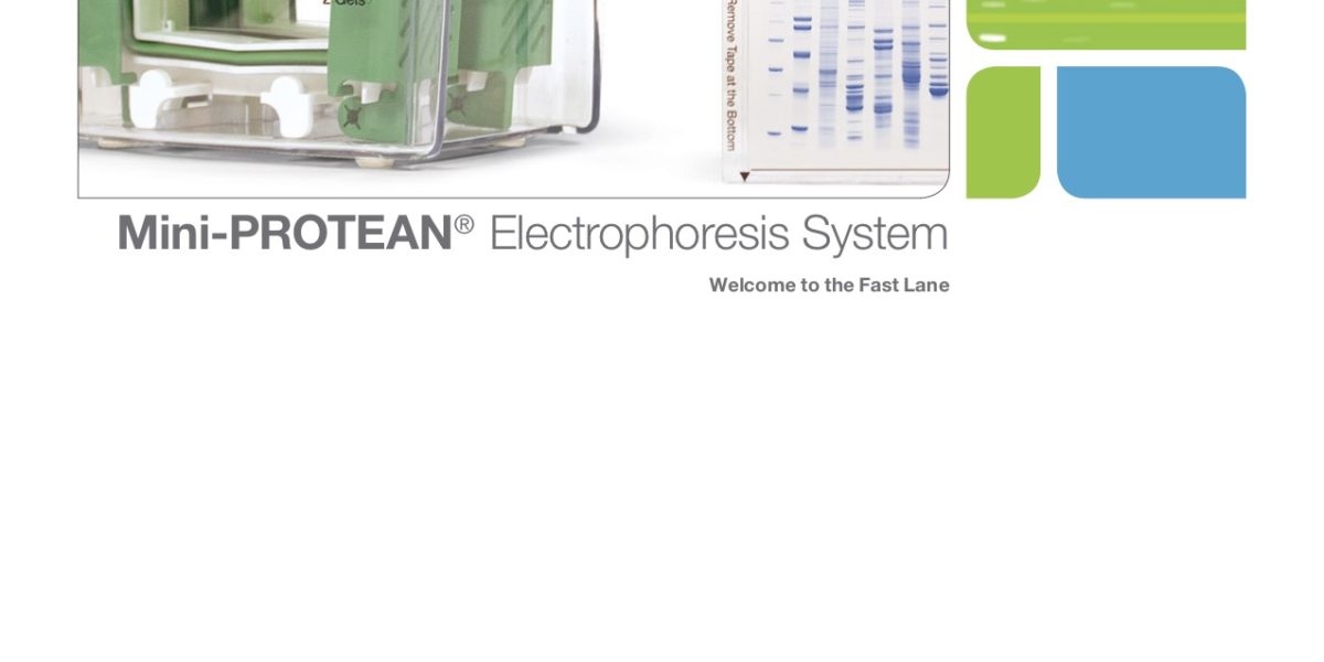 Mini-PROTEAN® Elecrophoresis System